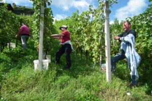 Harvesting in the vineyard
