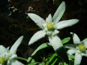 Edelweiss at only 300 m above sea level