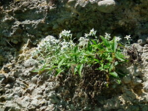 Edelweiss at only 300 m above sea level